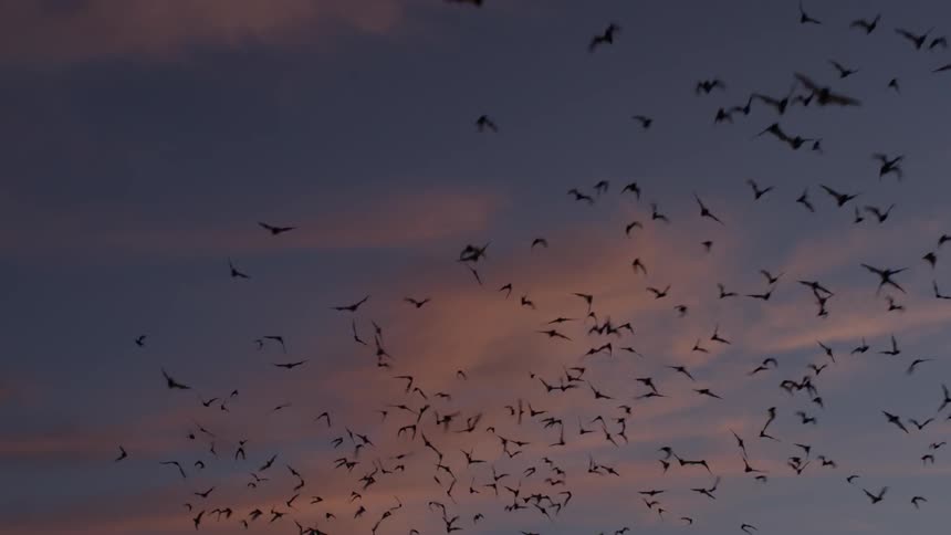 Bats flying away at dusk