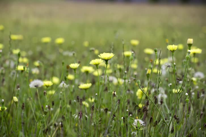 Flowers sway in the breeze during the day