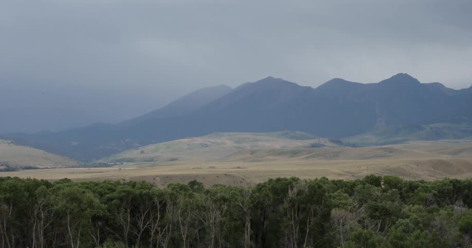 Trees grow with mountains in the distance on a cloudy day