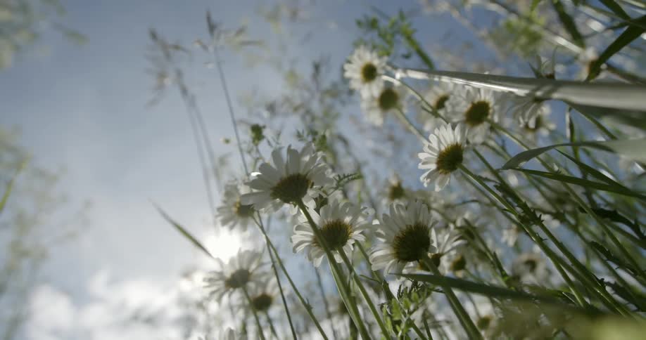 Daisies in a field