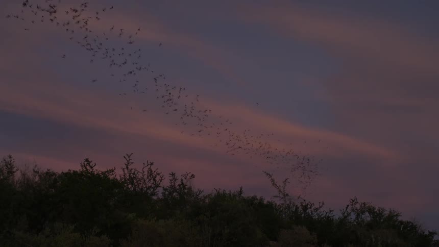 Bats fly in the sky at sunset
