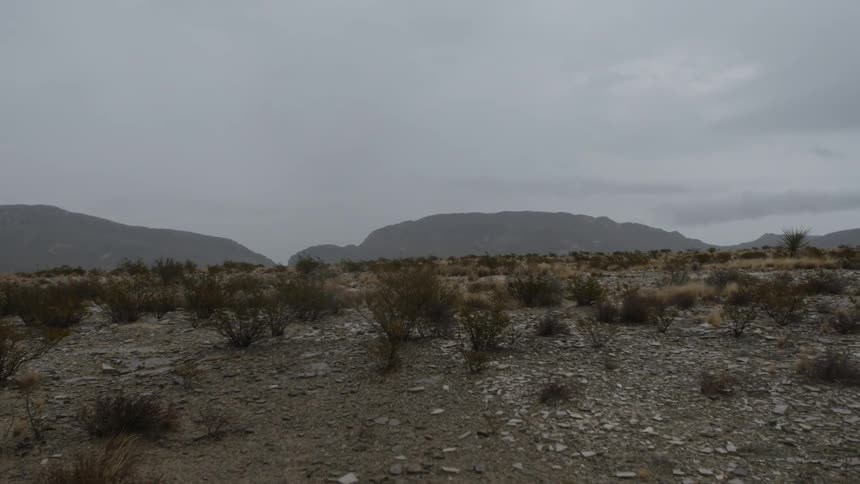 Shrubs grow in a field in the wilderness
