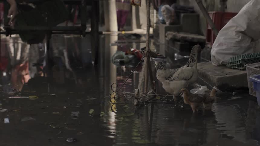 A rooster and chicks stand in a shallow water
