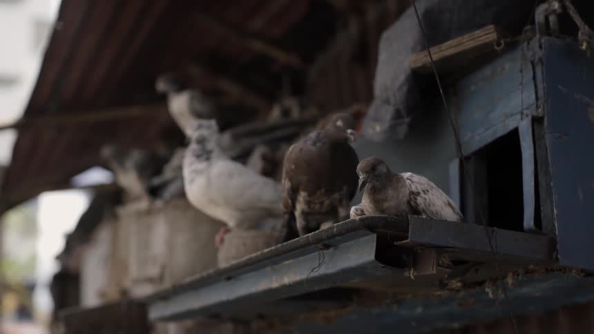 Pigeons gather on a building ledge