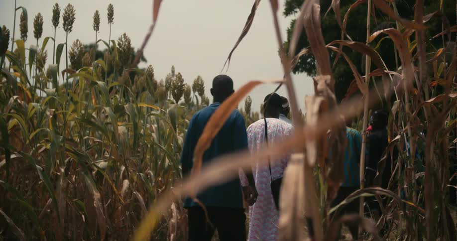 Men walking through crop of tall agricultural plants