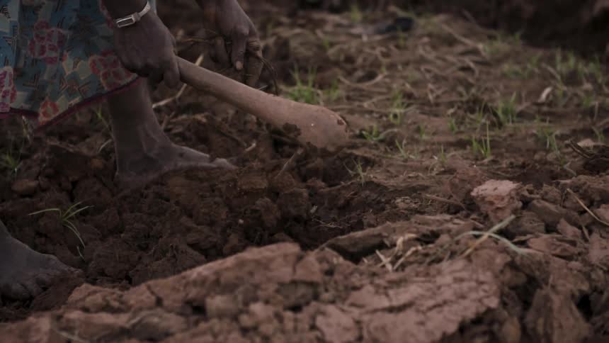 A woman uses a tool to turn dirt in a farm field