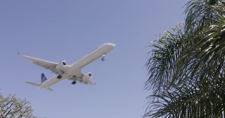 A plane flies over palm trees