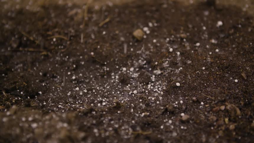 Lime is dropped onto the soil