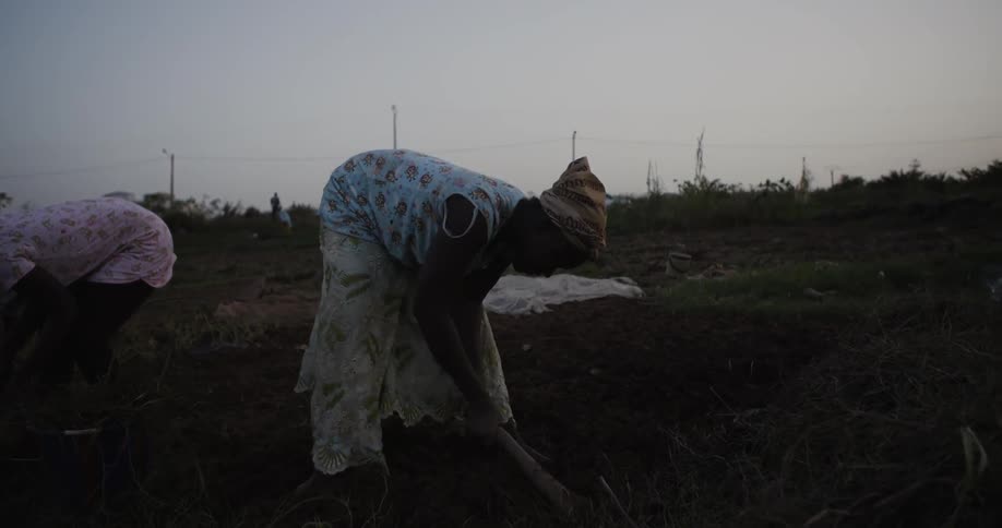 Women work in a rural field at sunset