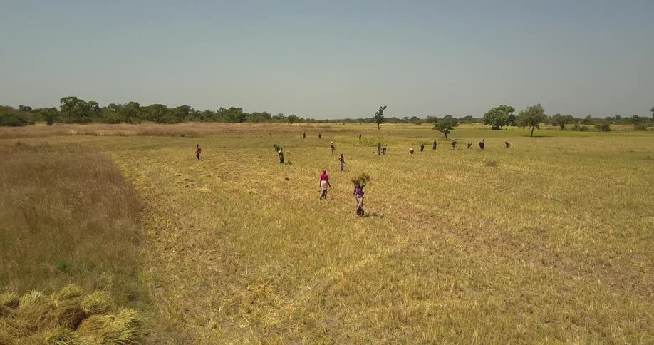 People are working in a farm field on a sunny day