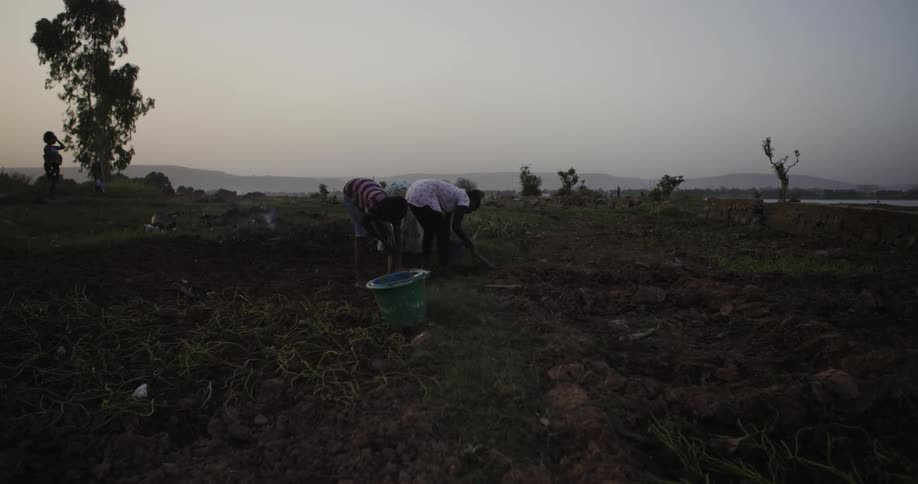 People are working the fields leaning forward