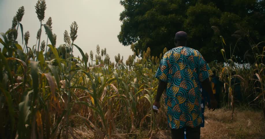 People walk a path in between the corn crop rows