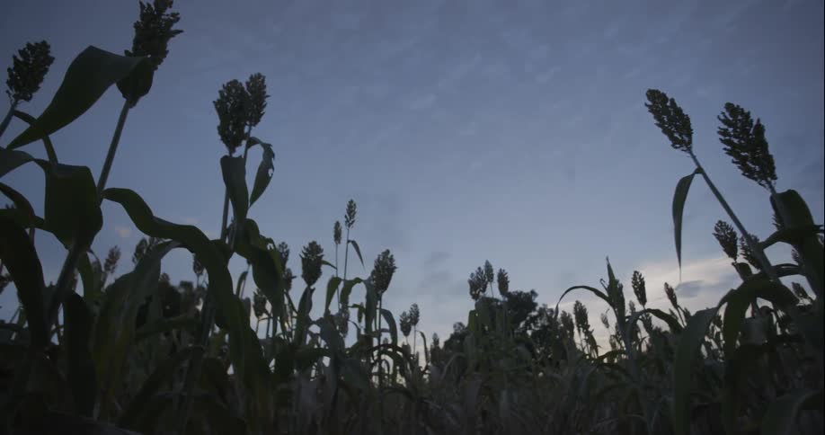 Blue sky over crop plants