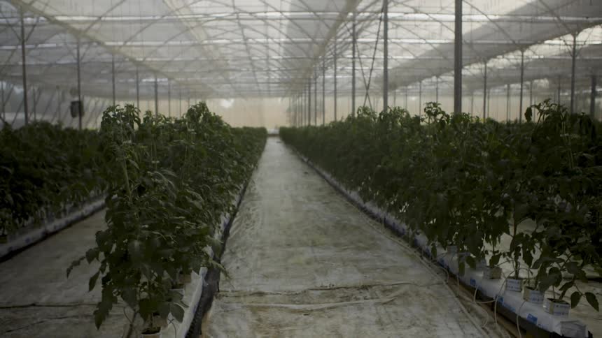 Tomato plants are growing in a greenhouse