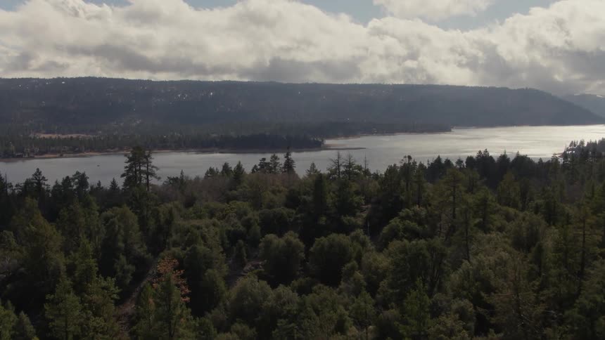 A large forest near a river