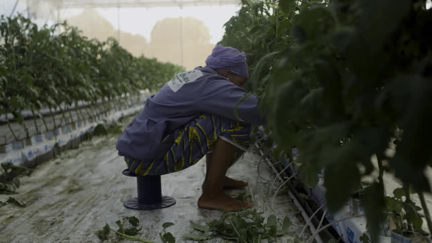 A person trims plants in a greenhouse