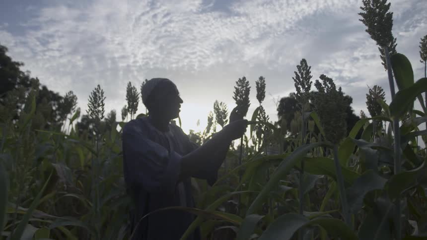 A man examines a plant in a field
