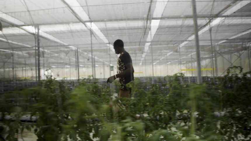 A man walks through an indoor farm