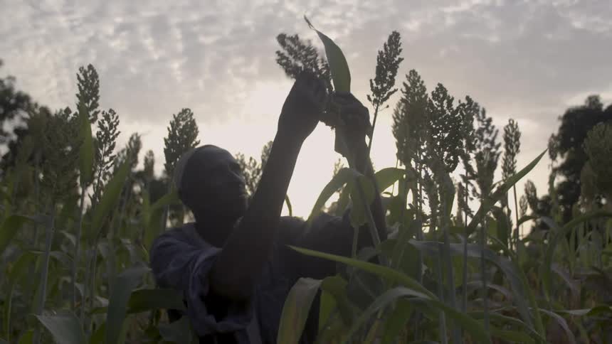 A man inspects crops in a rural field