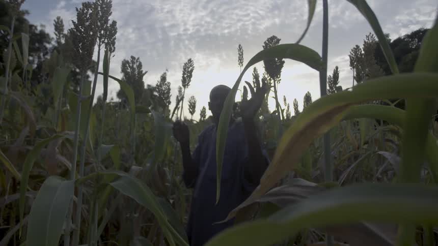 A man is looking through crops in a field