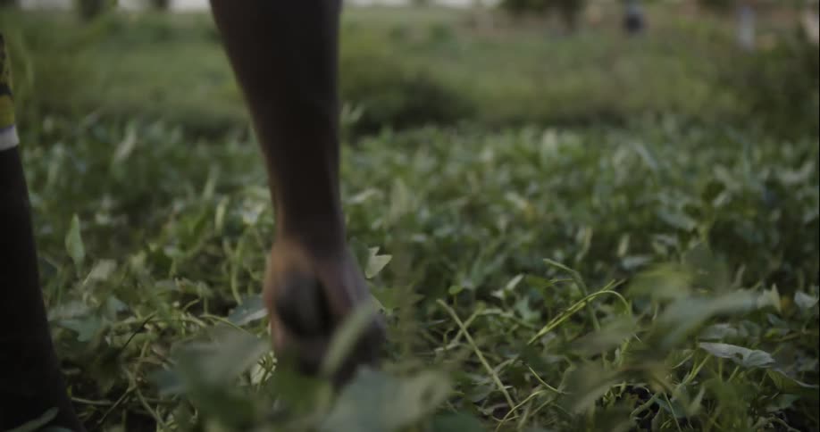 A person is working on the fields pulling crops