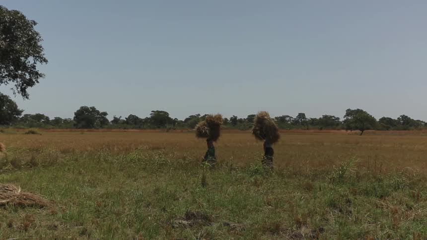 Two women are carrying bundles of crops on their shoulders
