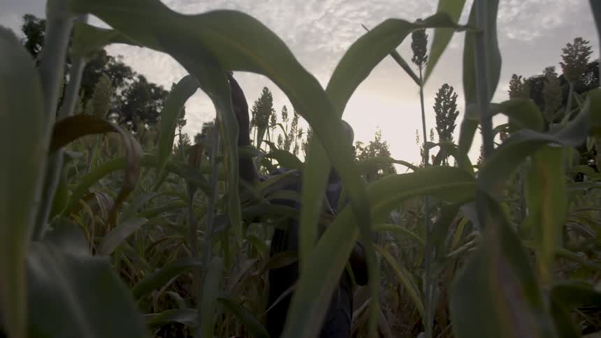A man is walking through crops checking the stalks