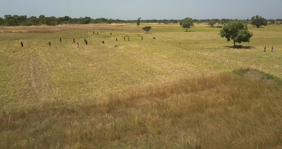 People work in a rural field