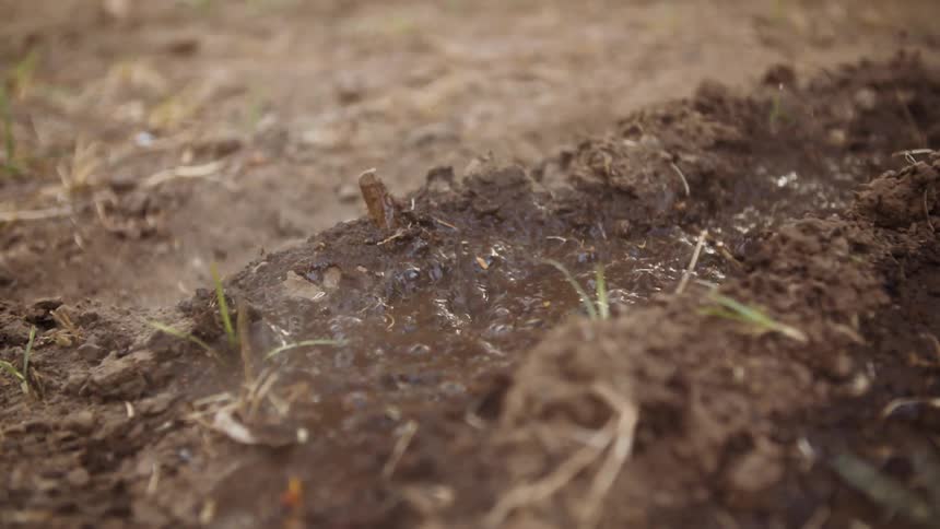 Water is being poured into a trench in a farm field