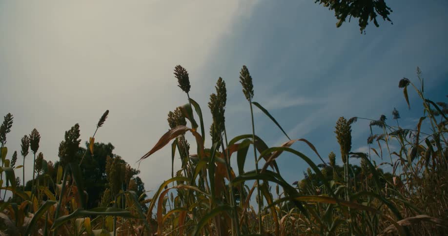 A field of grain