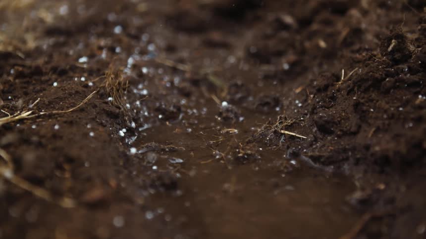 Close up of seeds being thrown on muddy ground