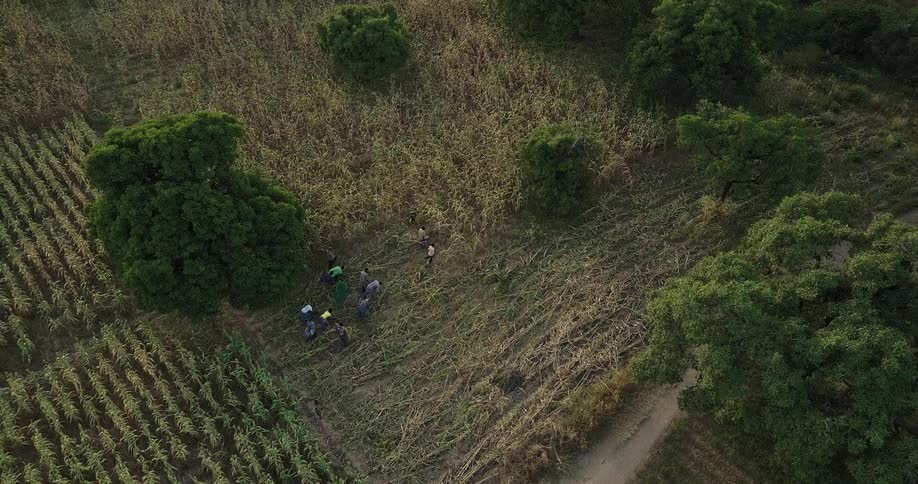 People harvest crops by hand