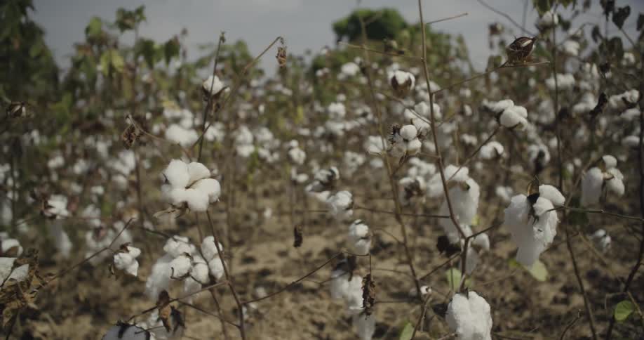 Cotton grows in a field