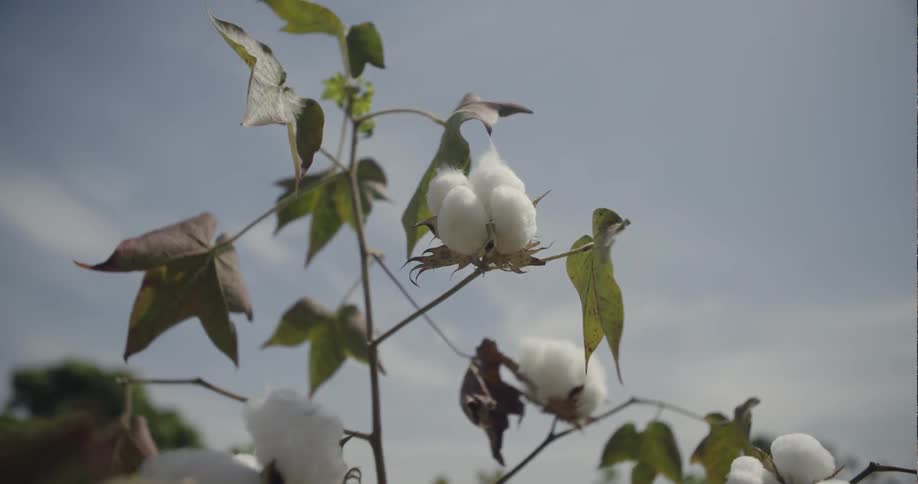 The cotton crops are blowing in the wind