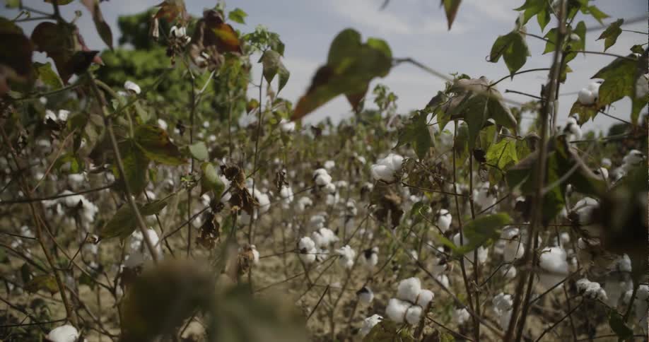 Cotton plants growing in a farm field are swaying in the breeze