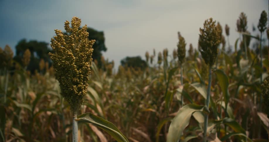 Crops grow in a field