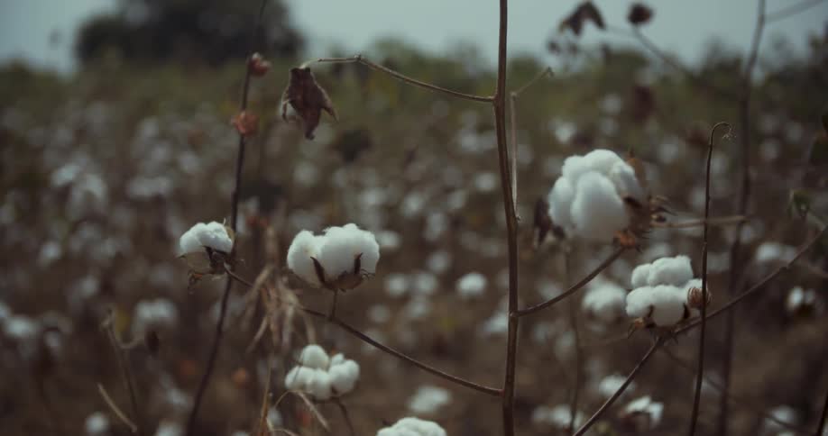 Cotton is growing in a farm field