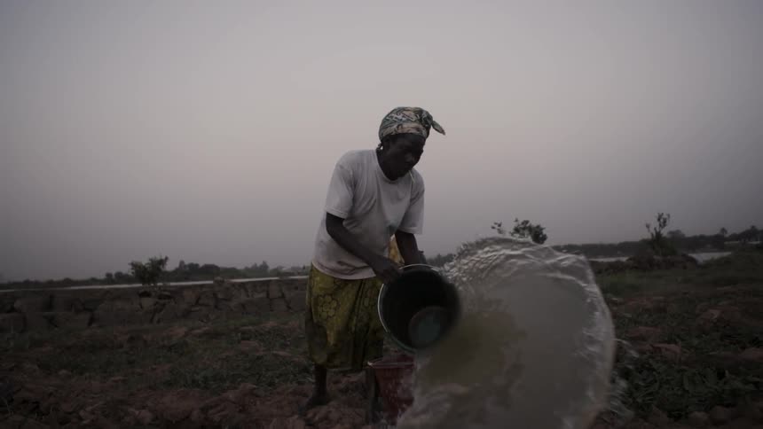 An african woman pours a bucket of water on a farm field