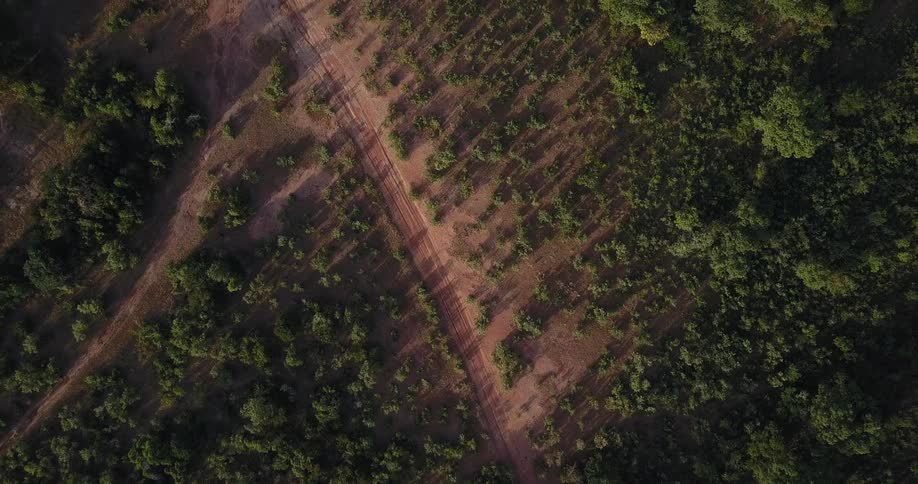 A road cuts through a forest