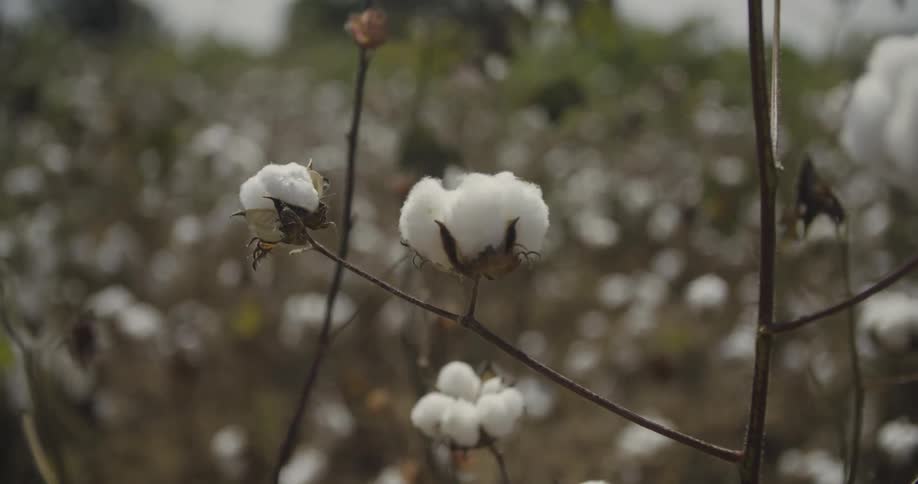 Cotton is growing in a farm field