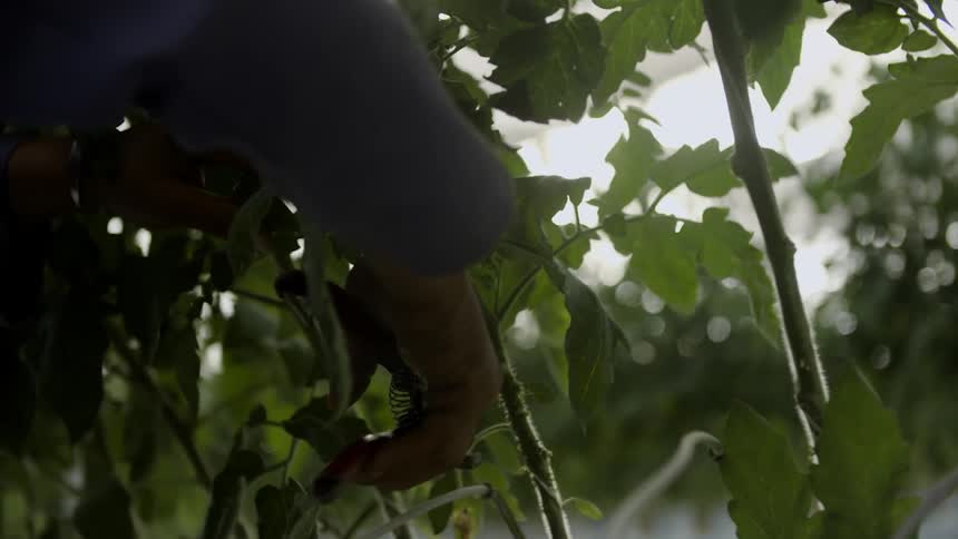 Leaves are pruned from potted plants in a greenhouse