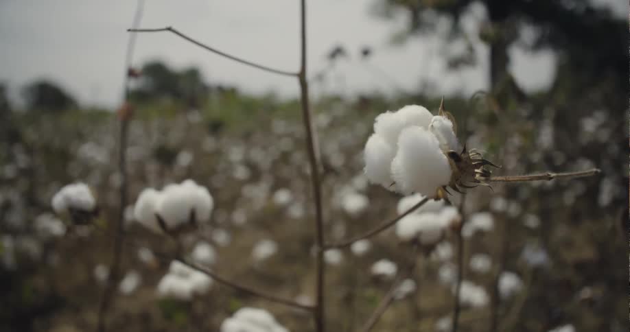 Cotton grows in a field