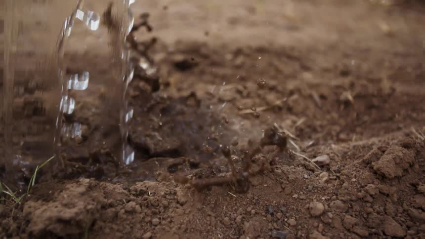 Water is being poured into the soil