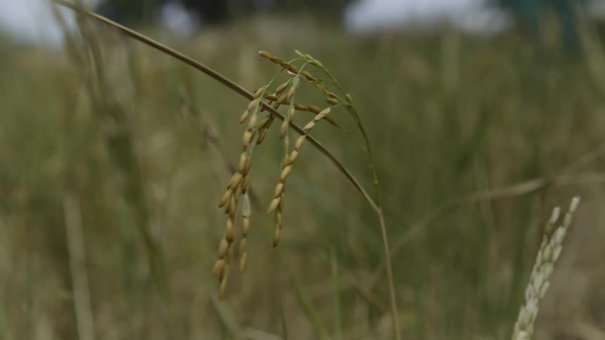 Grains hang at the tip of a swaying stalk of grass