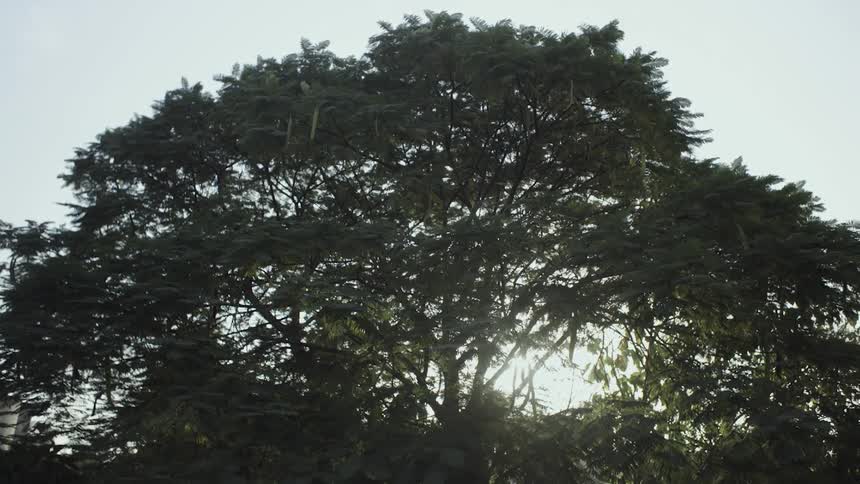 Sunlight streams through a large tree