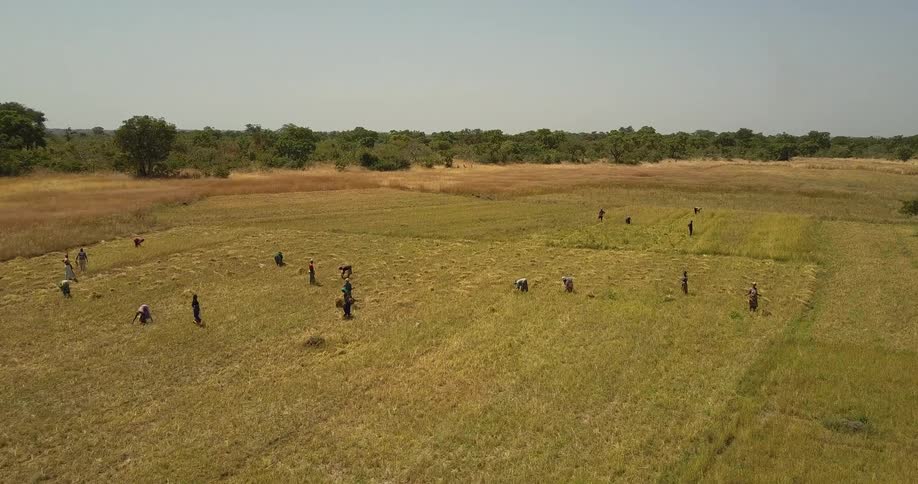 The field has many people working the crops together