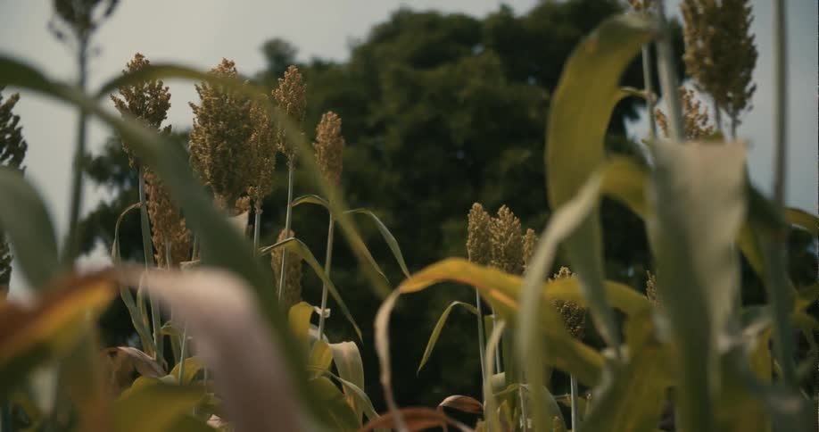 Tall fluffy plants sway in the wind