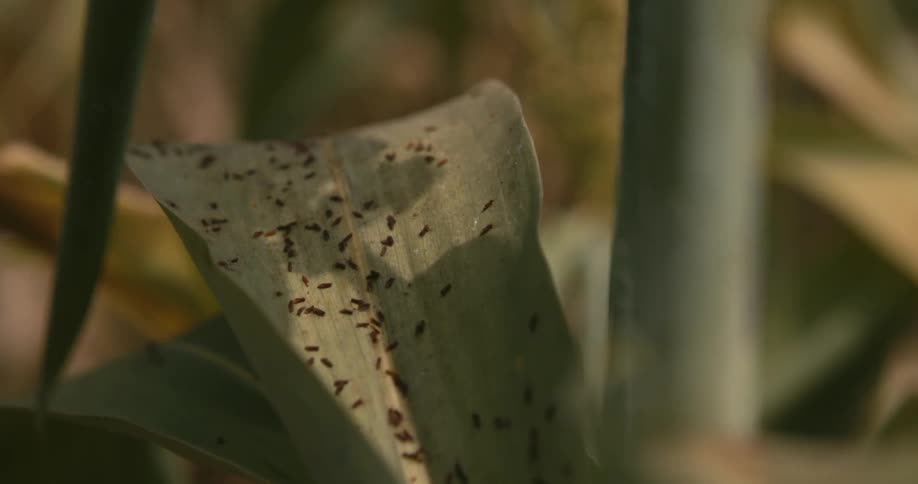 Small bugs cover a leaf