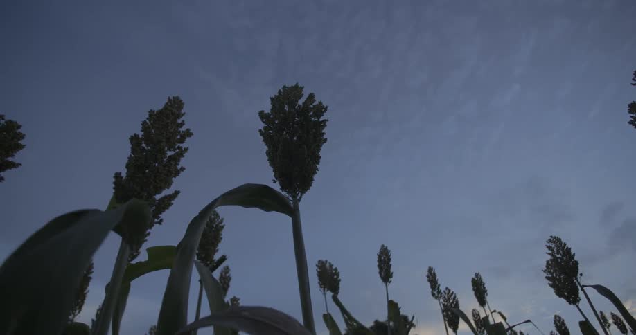 Corn plants grow under a cloudy sky