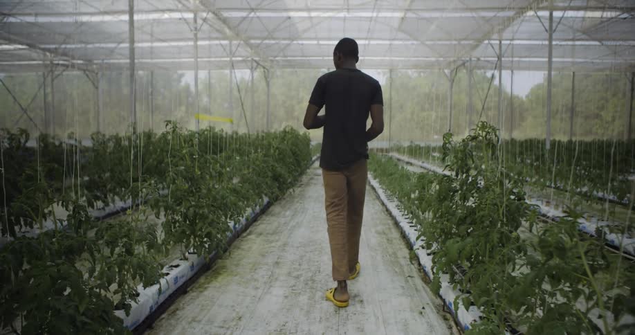 A man walks past the crops under the tent
